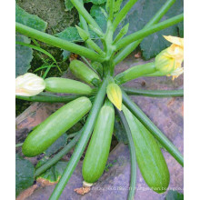 HSQ10 Gejia vert clair F1 hybride courge / graines de courgettes